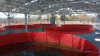 Pemeliharaan Ikan Lele Sistem BIOFLOK