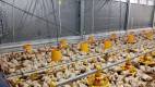 Kandang Ayam Broiler Closed House